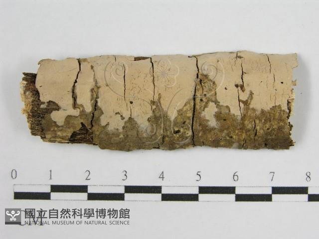登錄號:F0010485藏品圖，第1張