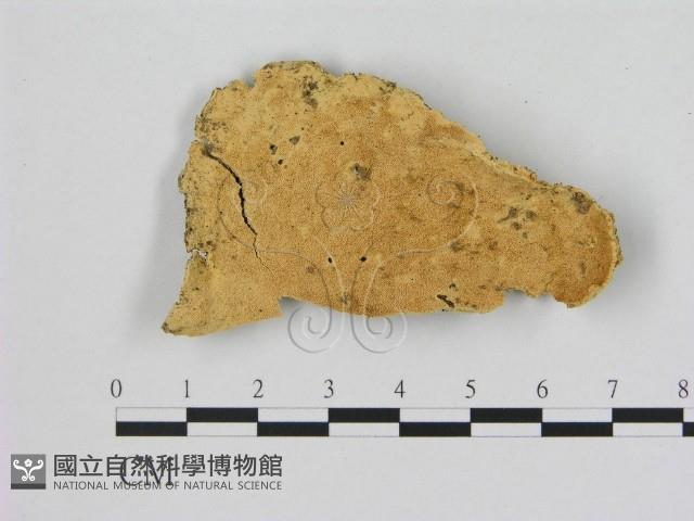 登錄號:F0006485藏品圖，第1張