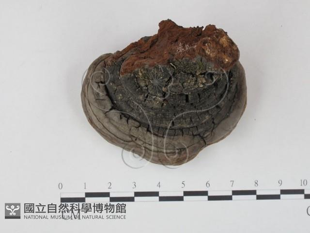 登錄號:F0016485藏品圖，第1張