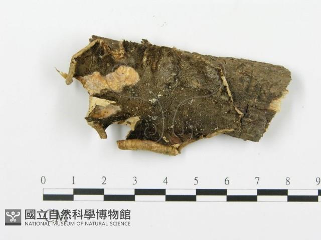 登錄號:F0001485藏品圖，第1張