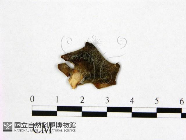 登錄號:F0011485藏品圖，第1張