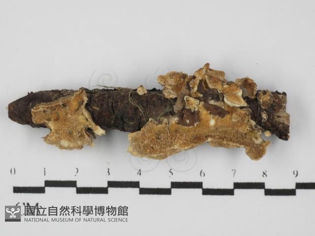 雲芝藏品圖，第1張