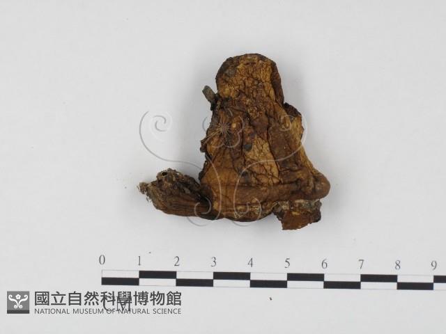 登錄號:F0024485藏品圖，第1張