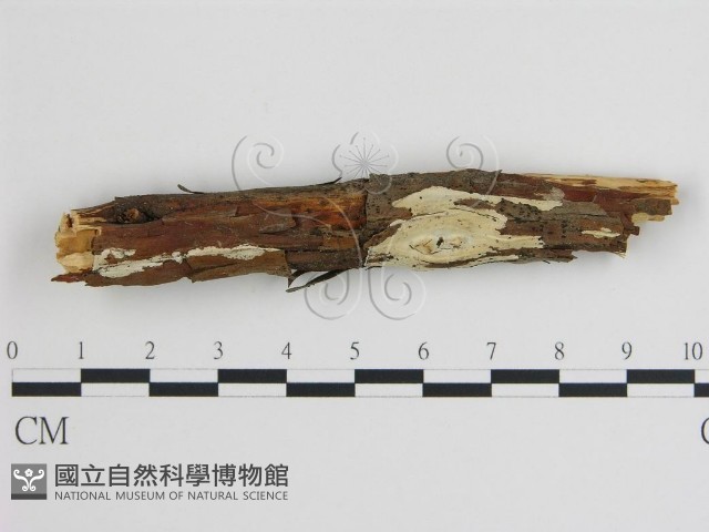登錄號:F0004485藏品圖，第1張