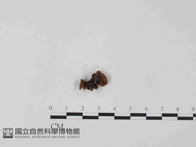 登錄號:F0014485藏品圖，第1張