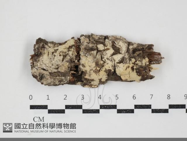 燈籠囊擬射脈菌藏品圖，第1張