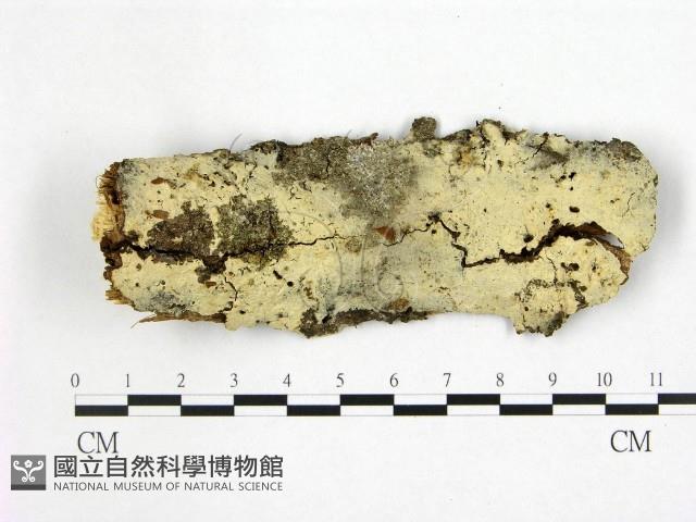 登錄號:F0022485藏品圖，第1張