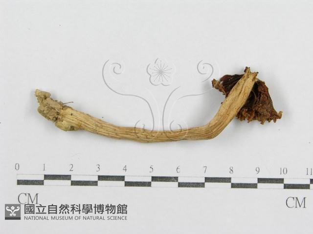 紅菇屬藏品圖，第1張