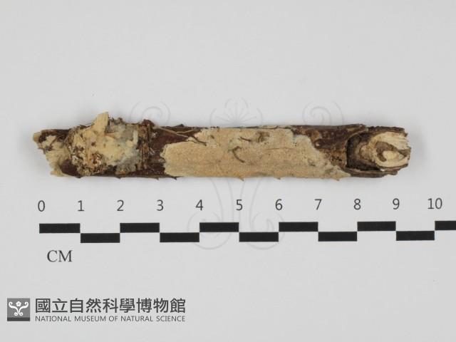 登錄號:F0032485藏品圖，第1張