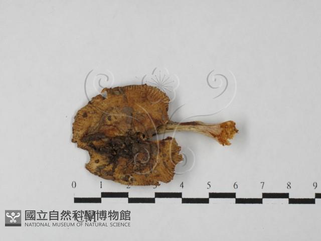 登錄號:F0027485藏品圖，第1張