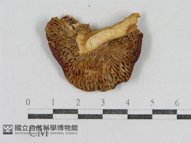 登錄號:F0007485藏品圖，第1張