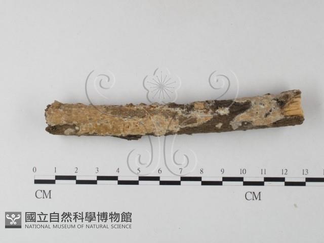 登錄號:F0025485藏品圖，第1張