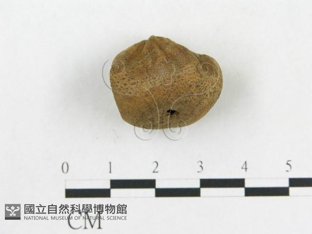 登錄號:F0005485藏品圖，第1張