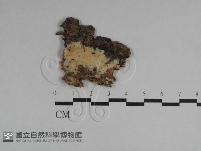 登錄號:F0029485藏品圖，第1張