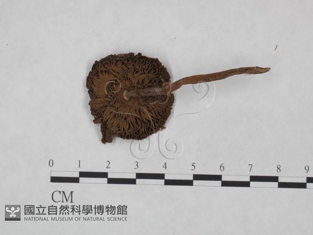 登錄號:F0023485藏品圖，第1張