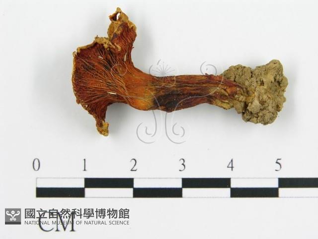 登錄號:F0003485藏品圖，第1張