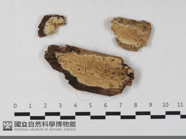 登錄號:F0033485藏品圖，第1張