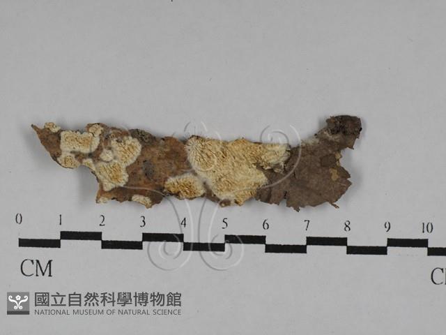 登錄號:F0028785藏品圖，第1張
