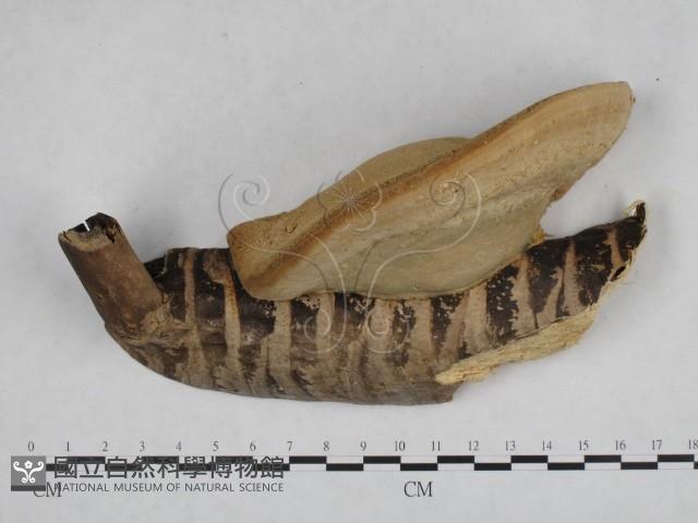 登錄號:F0008785藏品圖，第1張