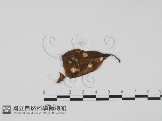 登錄號:F0020785藏品圖，第1張