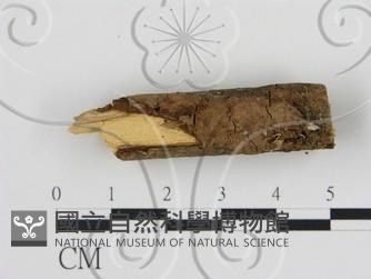 刺革菌屬藏品圖，第1張