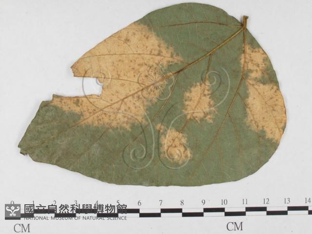 登錄號:F0026785藏品圖，第1張
