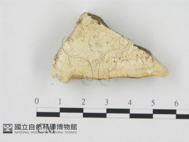 登錄號:F0006785藏品圖，第1張