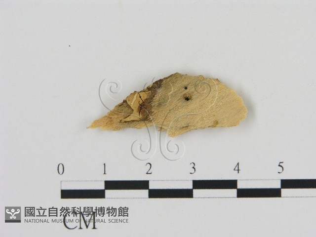 登錄號:F0016785藏品圖，第1張