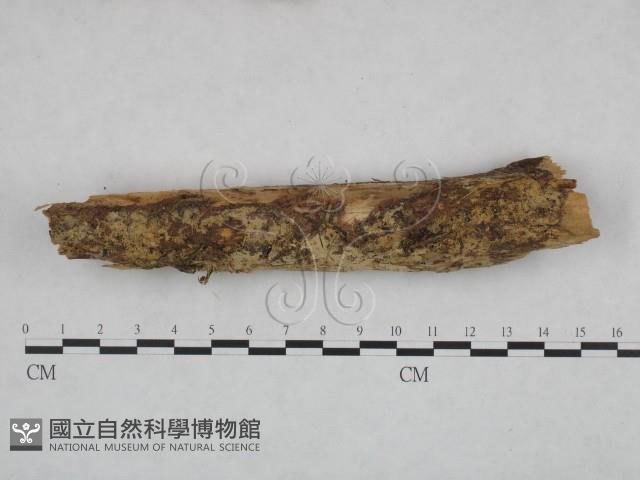 登錄號:F0021785藏品圖，第1張