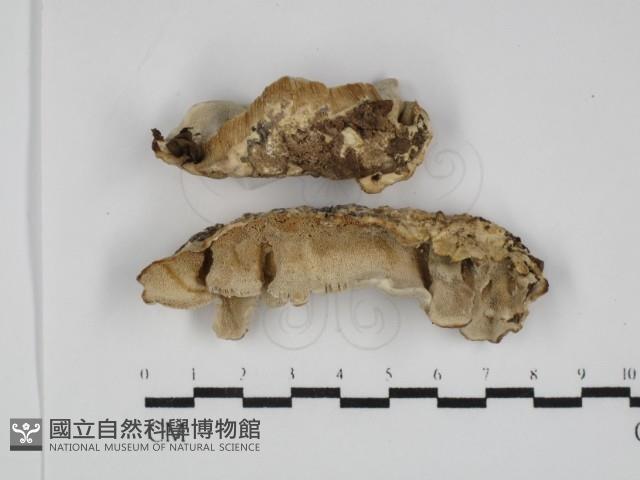 登錄號:F0031785藏品圖，第1張