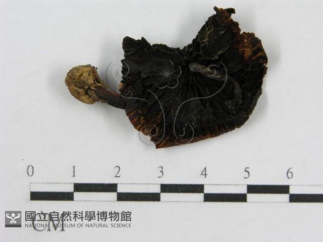 登錄號:F0004785藏品圖，第1張