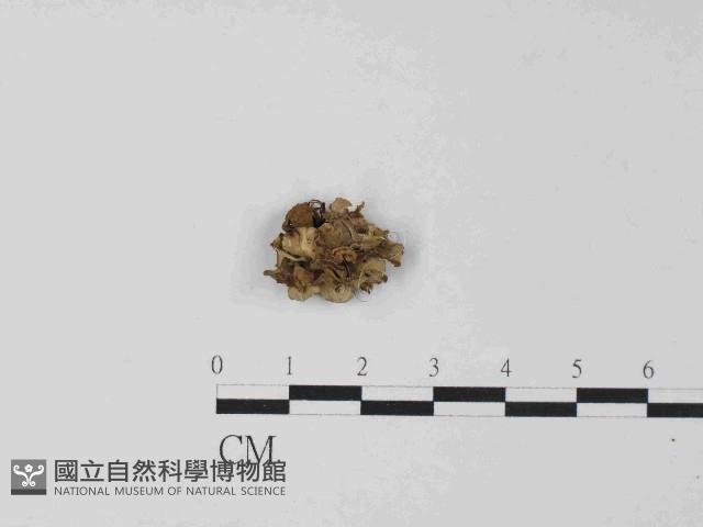 革菌屬藏品圖，第1張
