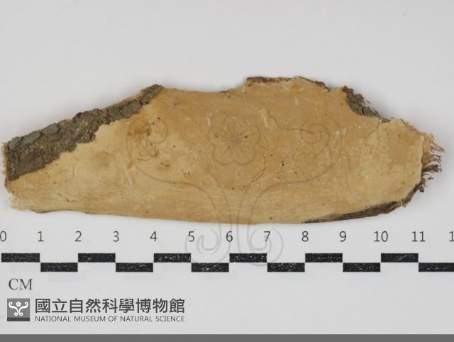 登錄號:F0034785藏品圖，第1張