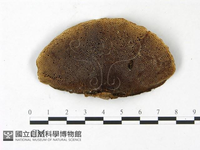 登錄號:F0022785藏品圖，第1張