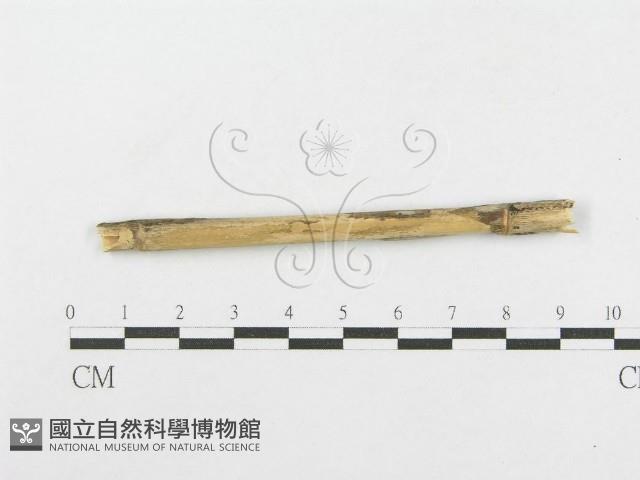 登錄號:F0012785藏品圖，第1張