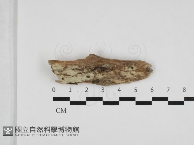 登錄號:F0032785藏品圖，第1張