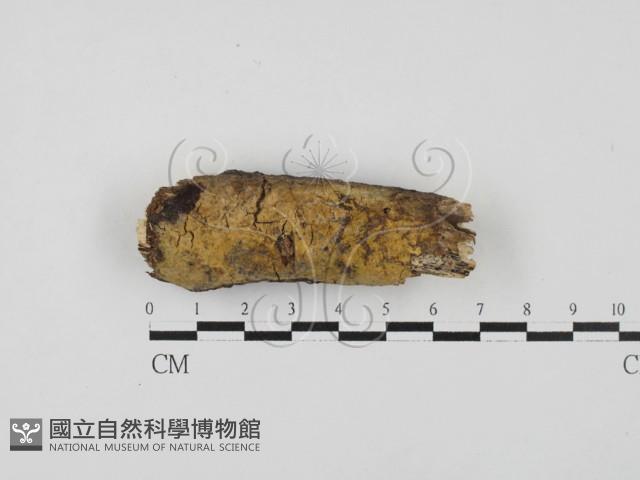 登錄號:F0027785藏品圖，第1張