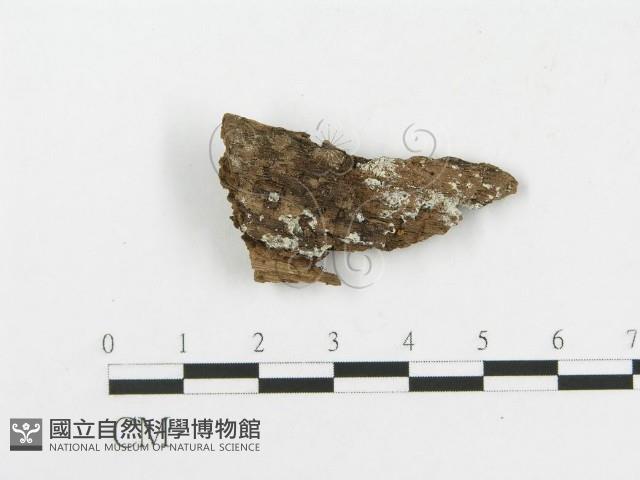登錄號:F0017785藏品圖，第1張