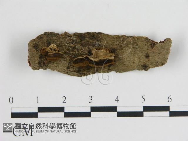 登錄號:F0005785藏品圖，第1張