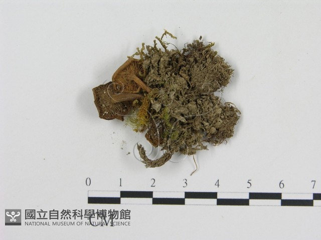 登錄號:F0003785藏品圖，第1張