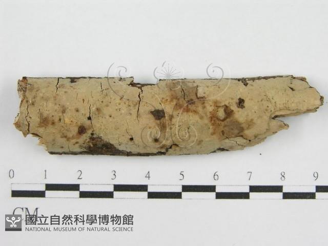 登錄號:F0013785藏品圖，第1張