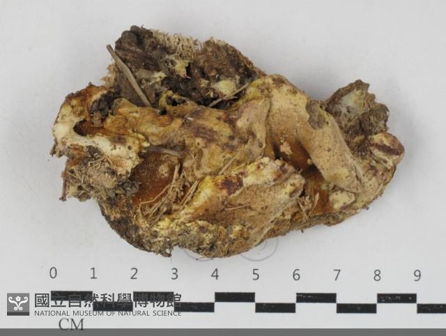 登錄號:F0033785藏品圖，第1張