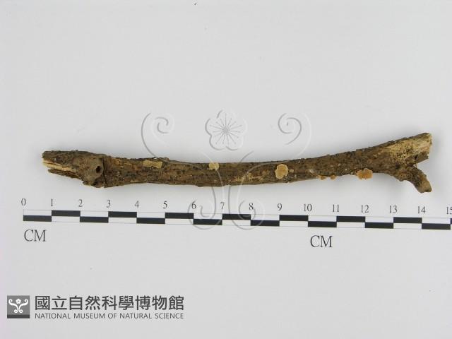 登錄號:F0008585藏品圖，第1張