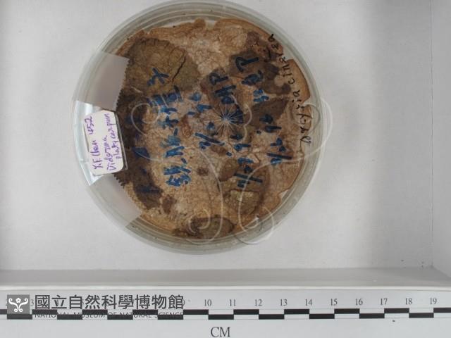 登錄號:F0020585藏品圖，第1張