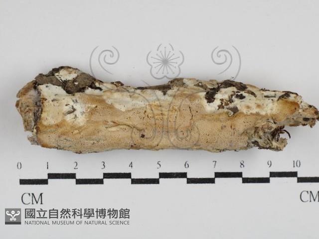 登錄號:F0030585藏品圖，第1張