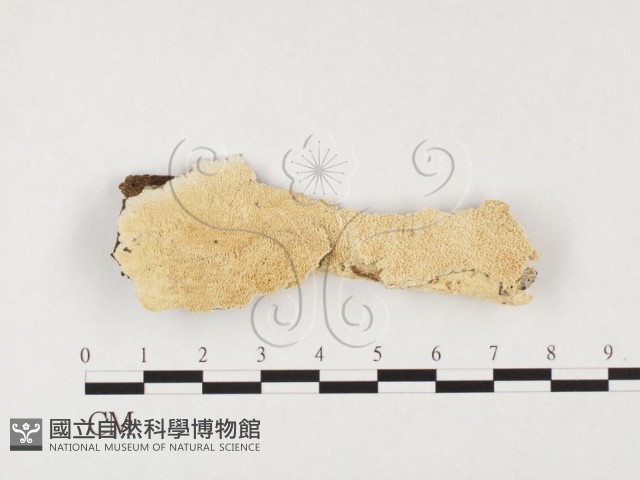 耙菌屬藏品圖，第1張
