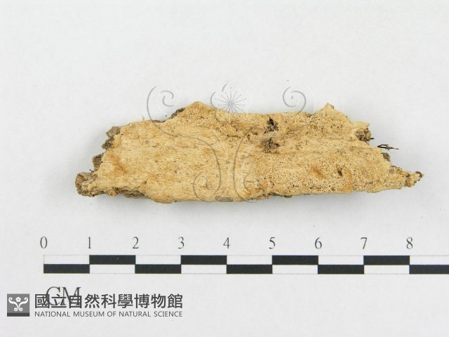 登錄號:F0006585藏品圖，第1張