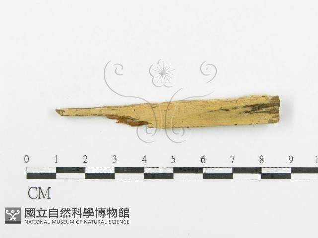 登錄號:F0016585藏品圖，第1張