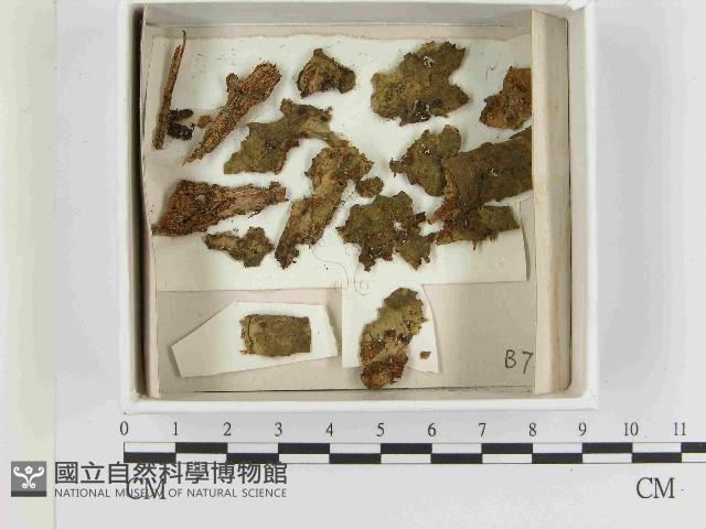 登錄號:F0021585藏品圖，第1張