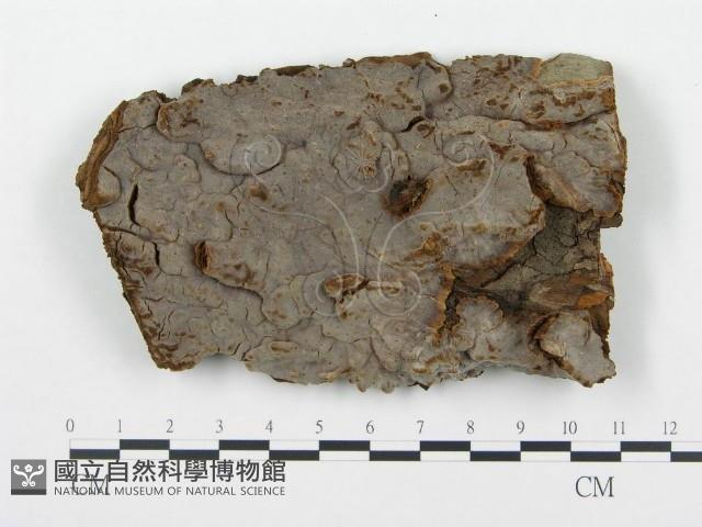 登錄號:F0004585藏品圖，第1張